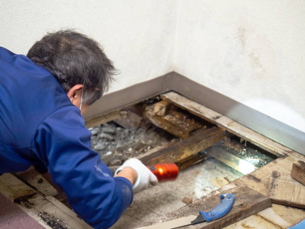 Trusted Ray City, GA Mold Removal Experts