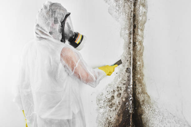 Best Crawl Space Mold Removal  in Ray City, GA