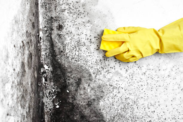 Best Black Mold Removal  in Ray City, GA