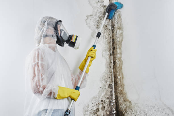 Best Same-Day Mold Removal  in Ray City, GA
