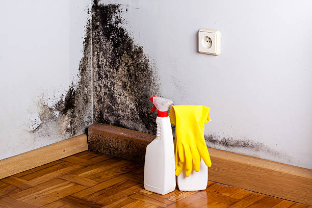 Best Mold Damage Repair  in Ray City, GA