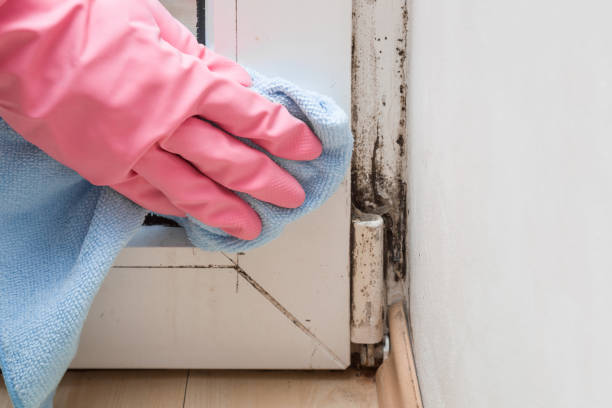Best Fast Mold Removal  in Ray City, GA