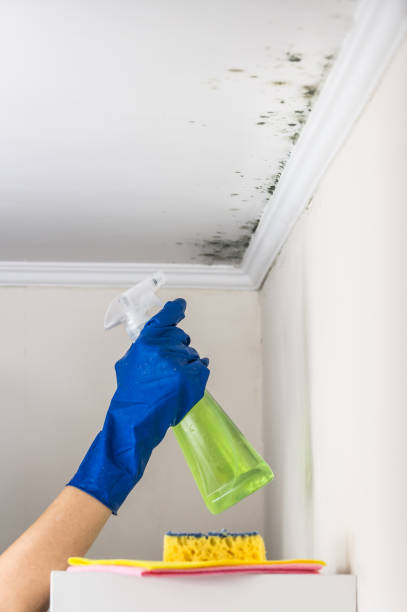 Best Professional Mold Removal  in Ray City, GA