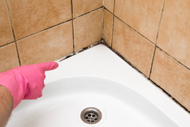 Best Certified Mold Removal  in Ray City, GA